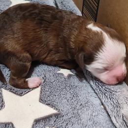 Josie - White and chocolate female Chinese Crested puppy in Frederick, Maryland from Lovable Cresteds