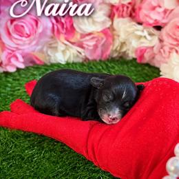 Naira - Black female Yorkipoo puppy in Pennsauken, New Jersey from Noir Luxe Litters of NJ
