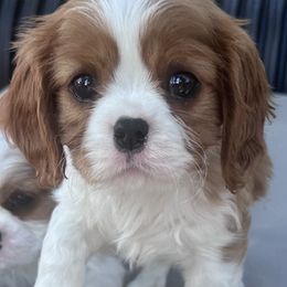 Galinda - Blenheim female Cavalier King Charles Spaniel puppy in Union County, Michigan from Mtn to Sea