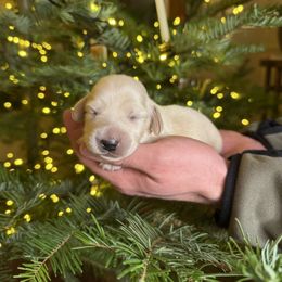 Girl - Cream female Dachshund puppy in Walla Walla Valley, Oregon from English Cream Dachshunds