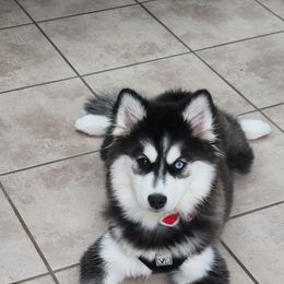Harley - Pomsky