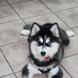 Harley - Pomsky
