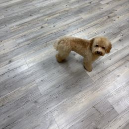 Poodle puppies from Puppies Forever 💙❤️🐶