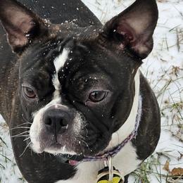 Jo - Boston Terrier