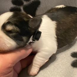 Black Collar - Male - Parti male Miniature Schnauzer puppy in Robstown, Texas from Alves Miniature Schnauzers
