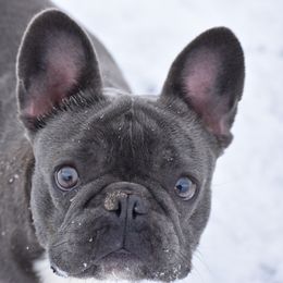 Priscilla  - French Bulldog