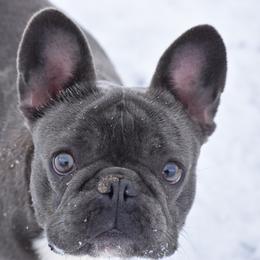 Priscilla  - French Bulldog