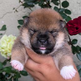 Girl 1 - Red female Shiba Inu puppy in Oceanside, California from Wagashiken