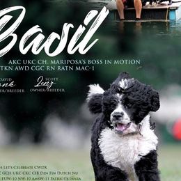 Portuguese Water Dogs from Mariposa PWDs
