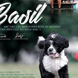 Portuguese Water Dogs from Mariposa PWDs