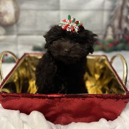 Girl 2 - Brown Schnoodle puppy in Benson, North Carolina from A Bundle of Love