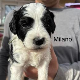 Milano - Tri-color male Bernedoodle puppy in Eagle Mountain, Utah from Liberty Farms Puppies