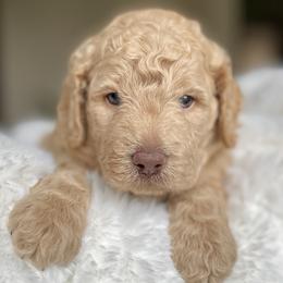 Austin - Red male Labradoodle puppy in San Antonio, Texas from I Love U Back Labradoodles, LLC