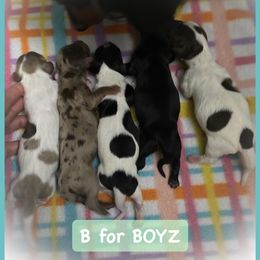 Dachshund Puppies from The Wienery