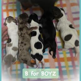 Dachshund Puppies from The Wienery