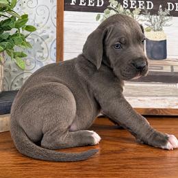 Tulok - Blue male Great Dane puppy in Carencro, Louisiana from Halsey Danes