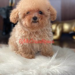 Cavapoo, Maltipoo, and Poodle Puppies from McCraws N Paws