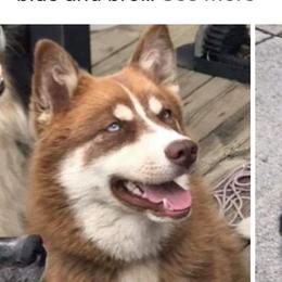 Penny - Pomsky