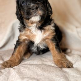 Cockapoo and Goldendoodle Puppies from Jax Doodles