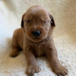 Hickory - Boy - Dark golden male Golden Retriever puppy in La Verne, California from 4LoveofGoldens