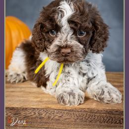Leslie - Brown and white female Cockapoo puppy in Connersville, Indiana from Deaz Doodle Ranch