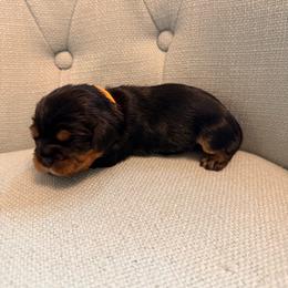 Orange girl - Black and tan female Cavalier King Charles Spaniel puppy in Texas from Meyer's Cavalier
