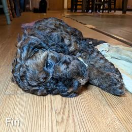 Fin - Black and tan male Cockapoo puppy in Sunset, Louisiana from Cano Cockapoos