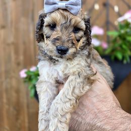 May - Merle female Goldendoodle puppy in Leander, Texas from Doodle Doula