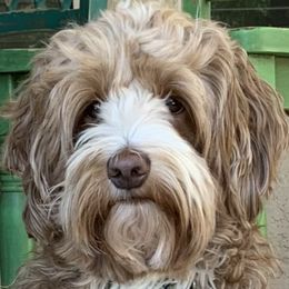 Jax - Australian Labradoodle