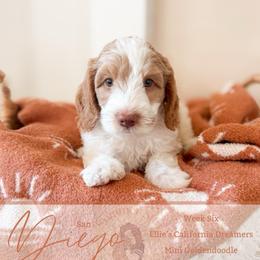 Diego - Parti male Goldendoodle puppy in California City, California from Summer Sun Doodles