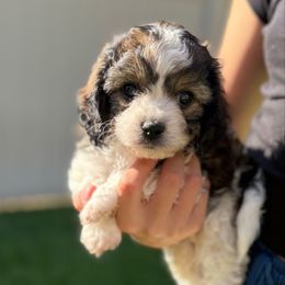Bear - Black and white male Cavachon puppy in Draper, Utah from Cavachon Love Chocolate Cavaliers, Cavaliers, Cavachon’s, Cavapoos