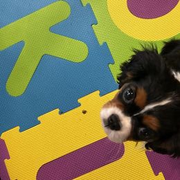 Cavalier King Charles Spaniels from Autumn Hearts Cavaliers