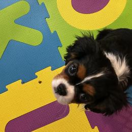 Cavalier King Charles Spaniels from Autumn Hearts Cavaliers