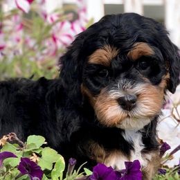 Australian Labradoodles from Red Ridge Labradoodles