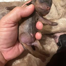 Skippy - Brindle female Shorkie puppy in Escondido, California from Yorkies of Escondido