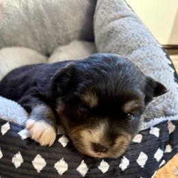 Tala - Tri-color female Pomsky puppy in Raymondville, Missouri from Pampered Pomskies