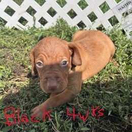 Black - Golden rust male Vizsla puppy in Sioux County, Iowa from Pheasant Poppers Vizslas