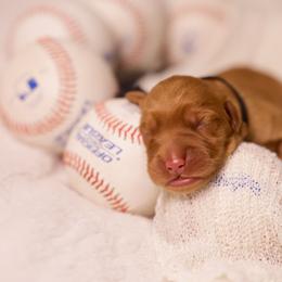 Mo - Dark golden male Golden Retriever puppy in Idaho Falls, Idaho from Brinton Goldens
