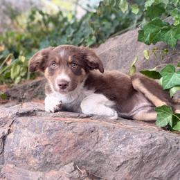 Glory - White and red female Border Collie puppy in Lakeport, California from Akins Aussies/Wild Rose Ranch