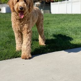 Goldendoodle All Grown Up from Island 7 Goldendoodles