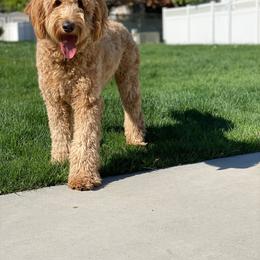 Goldendoodle All Grown Up from Island 7 Goldendoodles