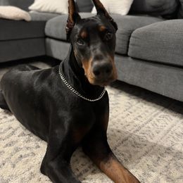 Nitro - Doberman Pinscher