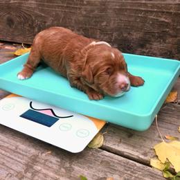 Cider - Red and white female Cockapoo puppy in Hermiston, Oregon from Columbia River Cockapoos