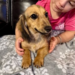 Bruce Cream AKC - Cream male Dachshund puppy in Magnolia, Texas from J&R Macias Dachshunds
