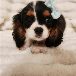 Lollipop - Tri-color female Cavalier King Charles Spaniel puppy in Wilburton, Oklahoma from My Kids Kennel