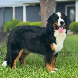 Candy - Bernese Mountain Dog