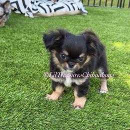 Prime - Black and tan male Chihuahua puppy in Anderson, South Carolina from Lil Treasures Chihuahuas