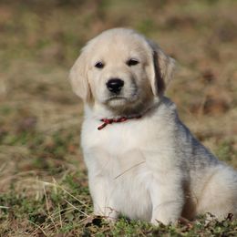 Golden Retriever Puppies from Golden Barnes Kennel