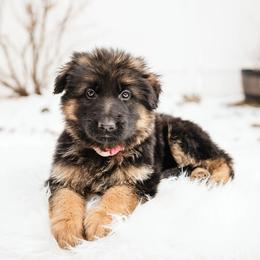 German Shepherd Puppies from Highland German Shepherds