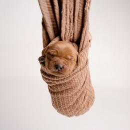 Boy 3 - male Golden Retriever puppy in Buhl, Idaho from Atkinson's Goldens